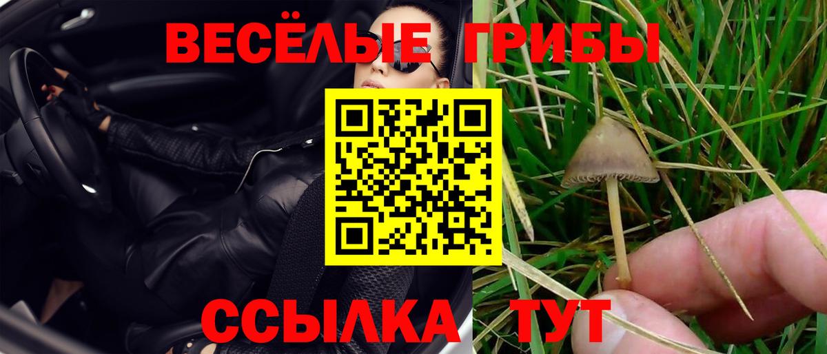Псилоцибиновые грибы Cubensis Богородск